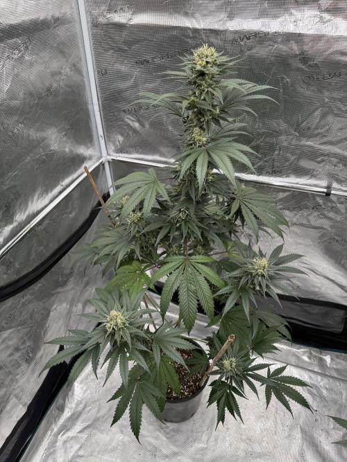1st clone run 👯‍♀️✂️. Week 5