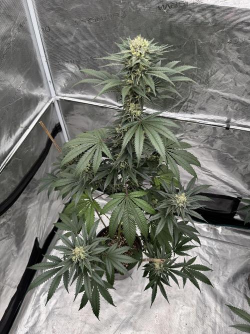 1st clone run 👯‍♀️✂️. Week 5