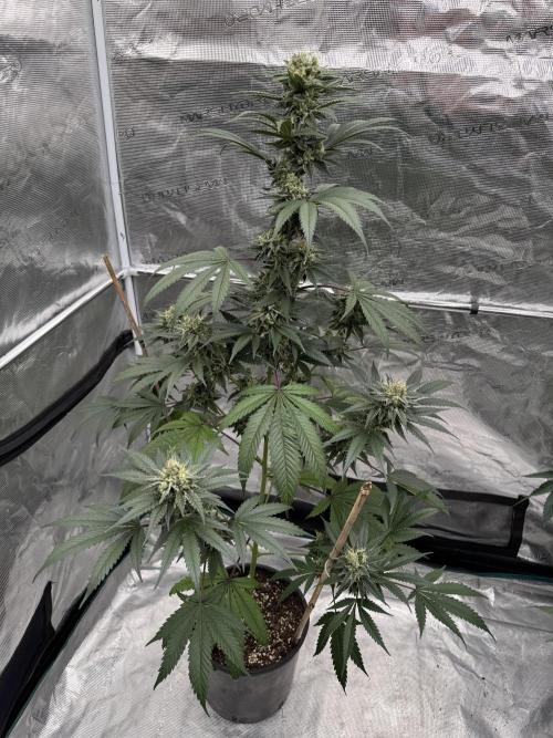 1st clone run 👯‍♀️✂️. Week 5