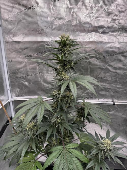 1st clone run 👯‍♀️✂️. Week 5