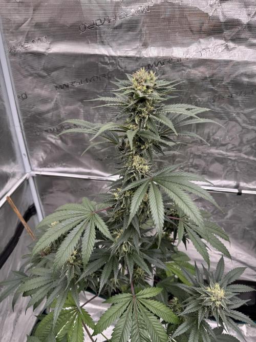 1st clone run 👯‍♀️✂️. Week 5