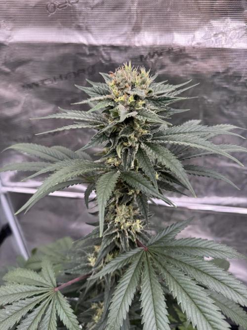 1st clone run 👯‍♀️✂️. Week 5