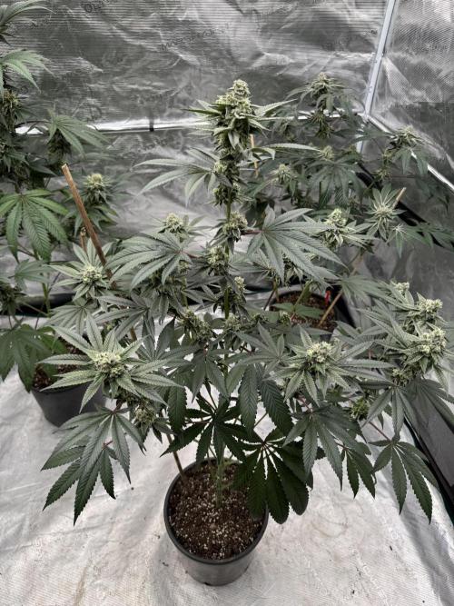 1st clone run 👯‍♀️✂️. Week 5