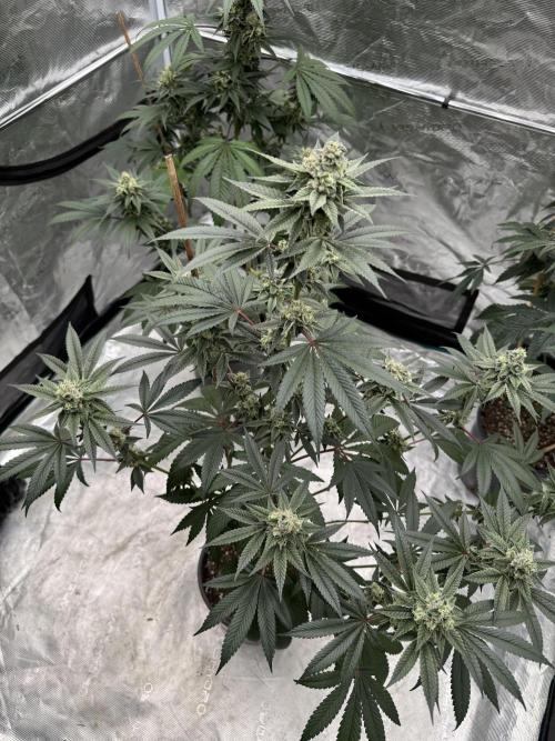 1st clone run 👯‍♀️✂️. Week 5