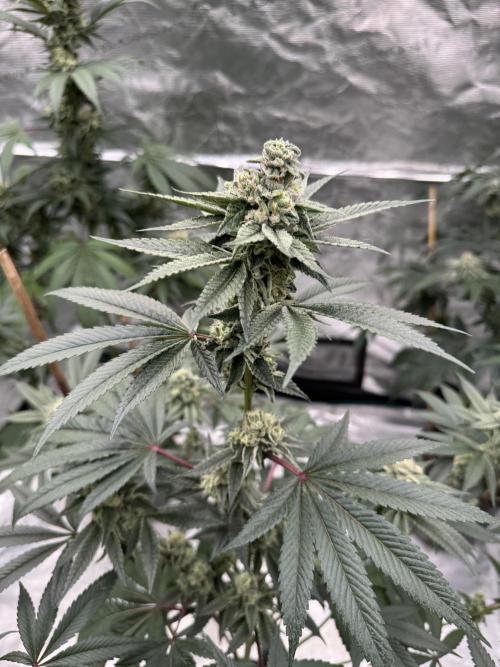 1st clone run 👯‍♀️✂️. Week 5