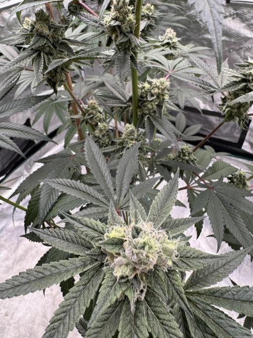 1st clone run 👯‍♀️✂️. Week 5