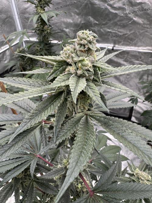 1st clone run 👯‍♀️✂️. Week 5