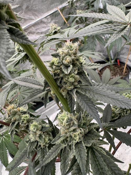 1st clone run 👯‍♀️✂️. Week 5