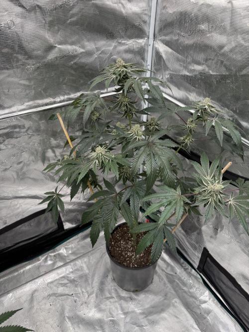 1st clone run 👯‍♀️✂️. Week 5