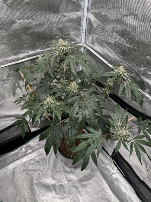 1st clone run 👯‍♀️✂️. Week 5