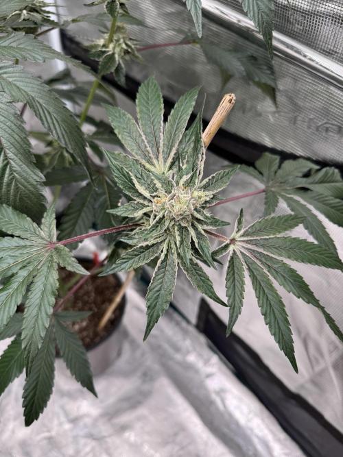 1st clone run 👯‍♀️✂️. Week 5