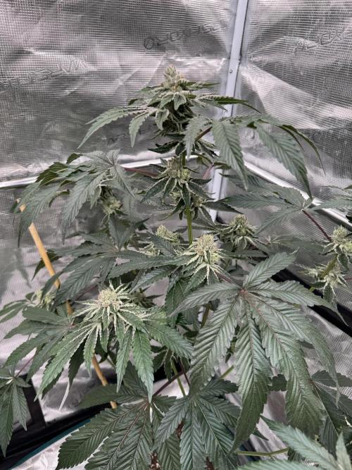 1st clone run 👯‍♀️✂️. Week 5