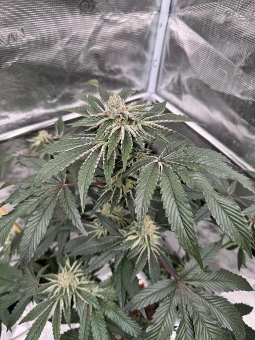 1st clone run 👯‍♀️✂️. Week 5