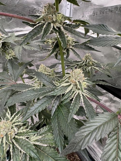 1st clone run 👯‍♀️✂️. Week 5