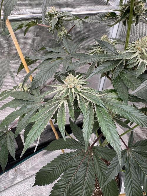 1st clone run 👯‍♀️✂️. Week 5