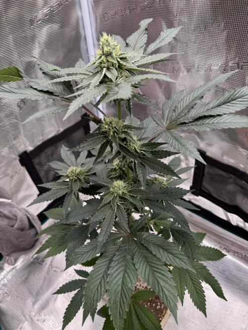 Black Cherry Gushers. Week 4
