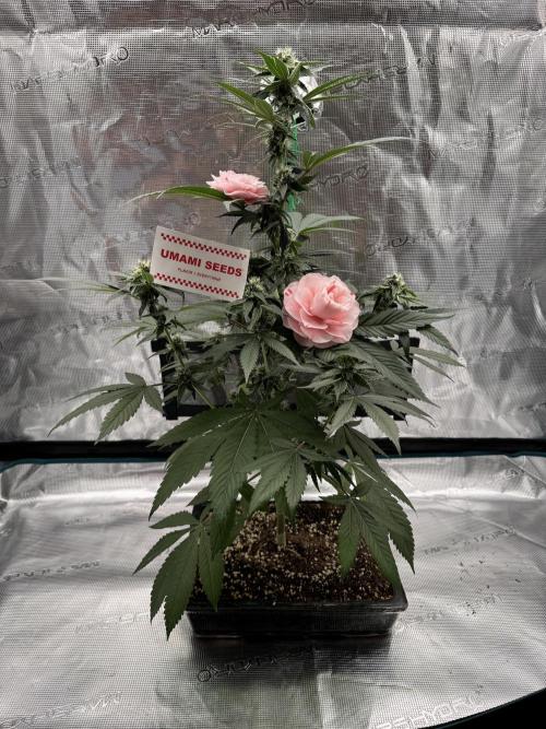 直幹 Chokkan 🌲. Week 4