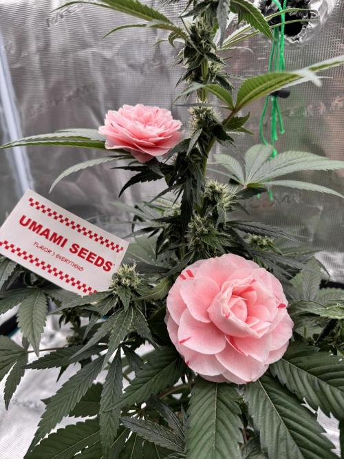 直幹 Chokkan 🌲. Week 4