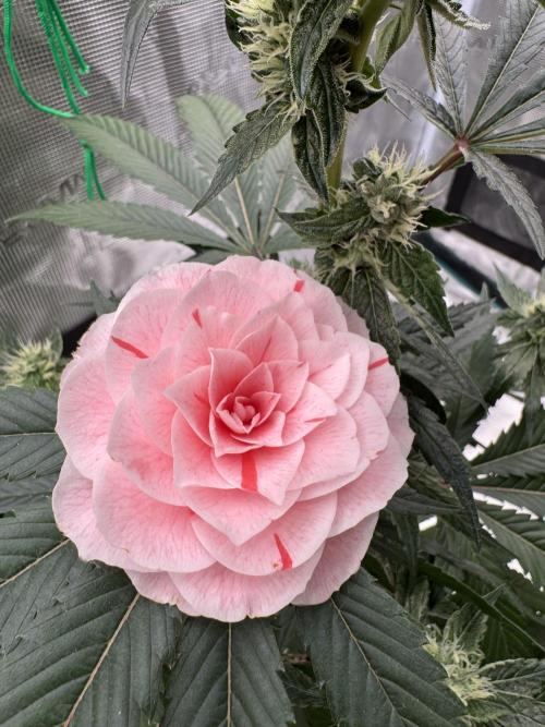 直幹 Chokkan 🌲. Week 4