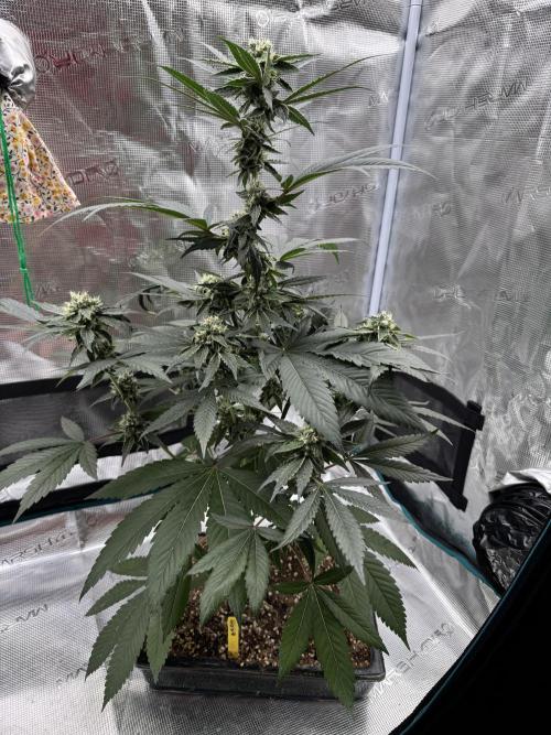 直幹 Chokkan 🌲. Week 4