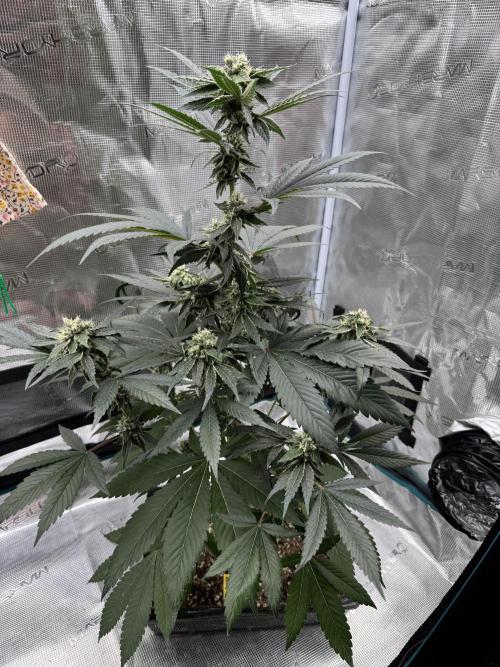 直幹 Chokkan 🌲. Week 4