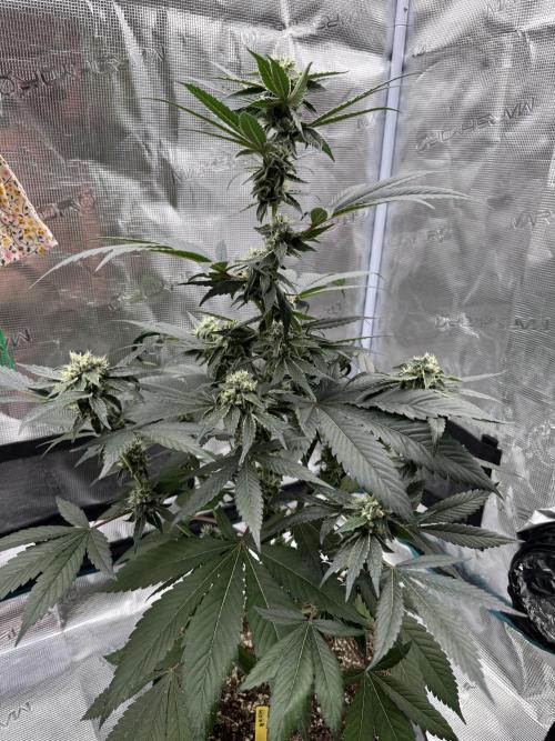 直幹 Chokkan 🌲. Week 4
