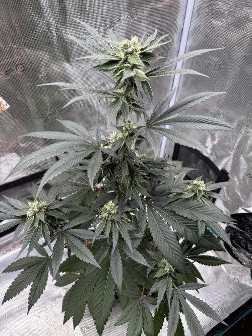 直幹 Chokkan 🌲. Week 4