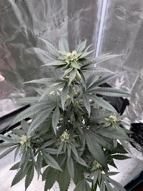 直幹 Chokkan 🌲. Week 4
