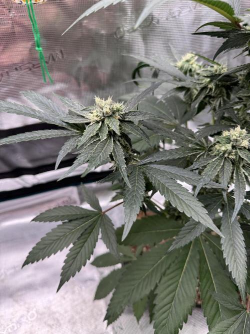 直幹 Chokkan 🌲. Week 4