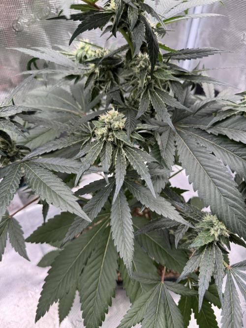 直幹 Chokkan 🌲. Week 4