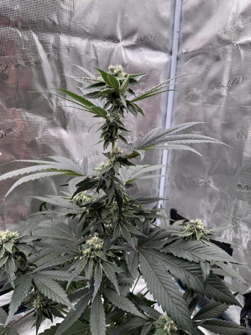 Sour Diesel x Zoda. Week 4