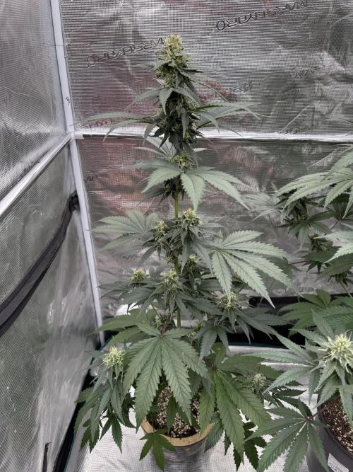 Hazy Bonsaï. Week 4