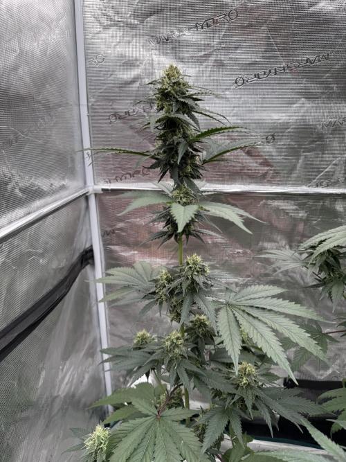 Hazy Bonsaï. Week 4
