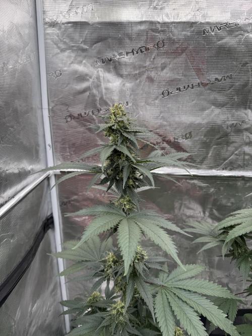 Hazy Bonsaï. Week 4