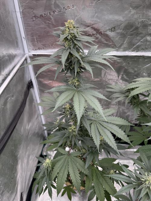 Hazy Bonsaï. Week 4
