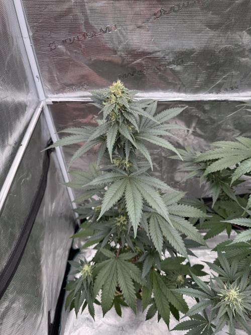 Hazy Bonsaï. Week 4