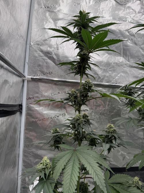 Hazy Bonsaï. Week 4