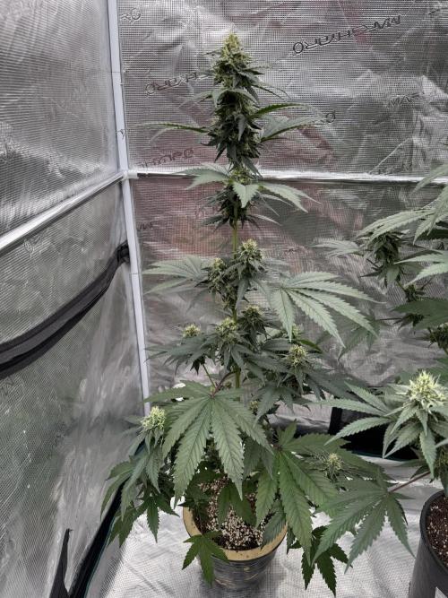 Hazy Bonsaï. Week 4