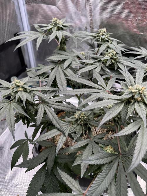 Pai Mei. Week 4
