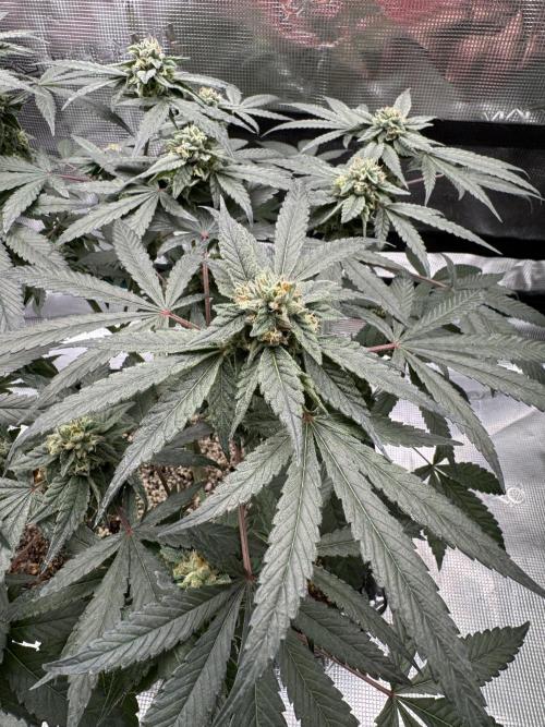 Pai Mei. Week 4