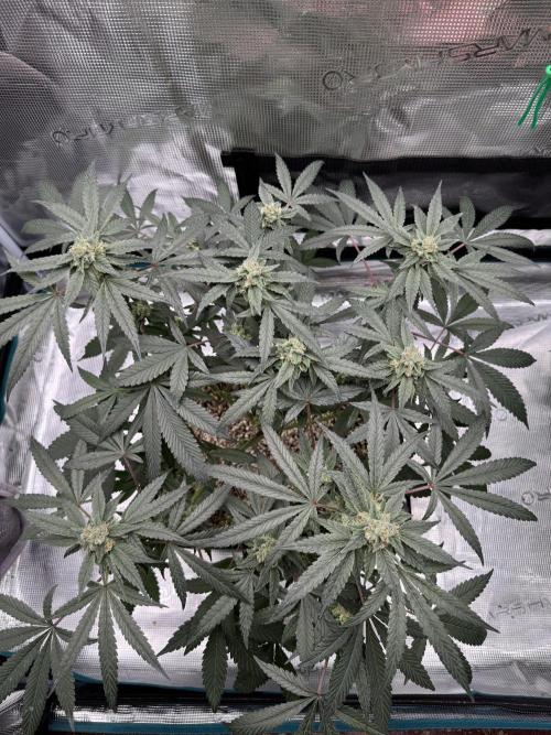 Pai Mei. Week 4