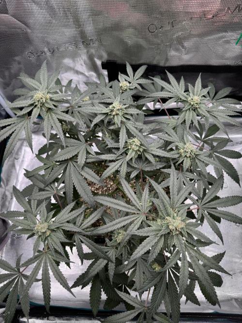 Pai Mei. Week 4