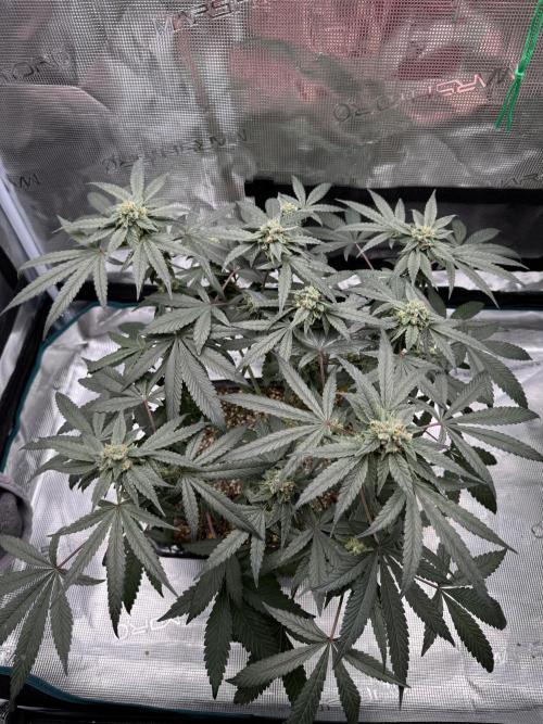 Pai Mei. Week 4