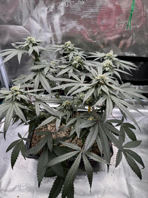 Pai Mei. Week 4