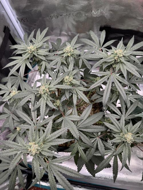 Sour Diesel x Zoda. Week 4