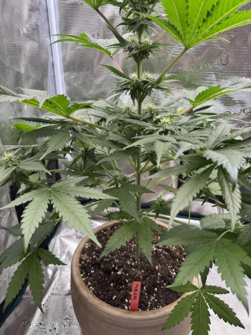 Medellín 🇨🇴. Week 7