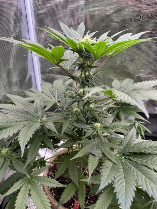 Medellín 🇨🇴. Week 7