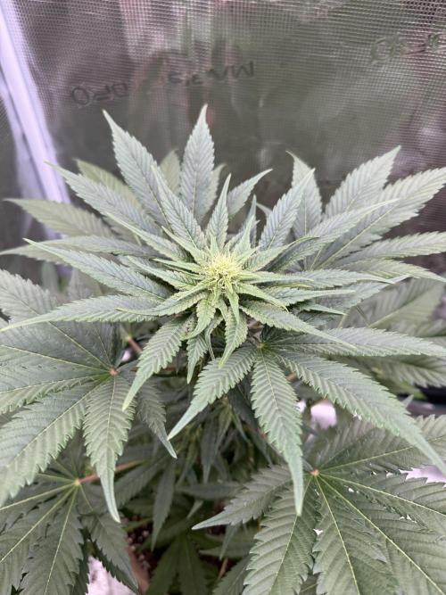 Medellín 🇨🇴. Week 7