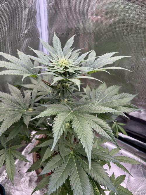 Medellín 🇨🇴. Week 7