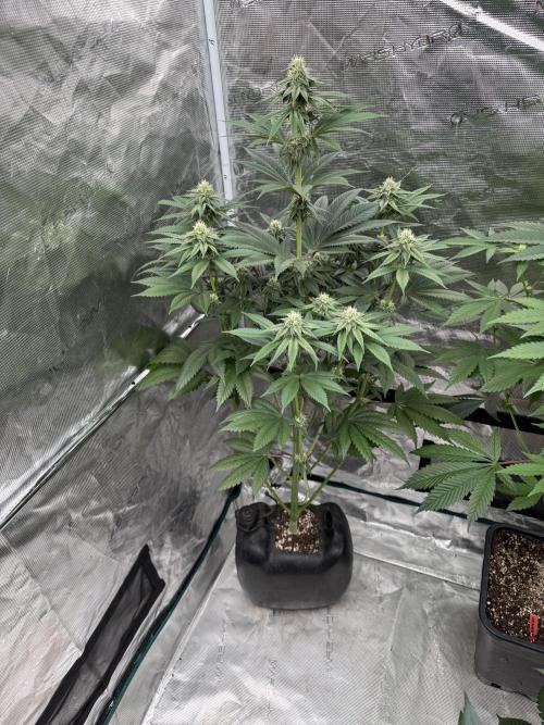Roy’s Café. Week 10